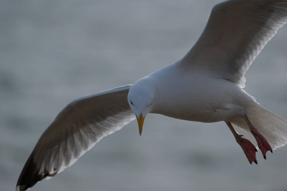 fujifilm-xf-seagull-1